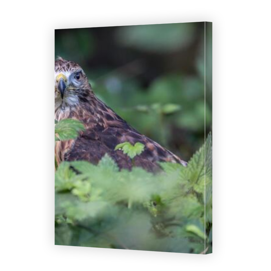 Thumbnail for Canvas - Gallery Canvas Wrap