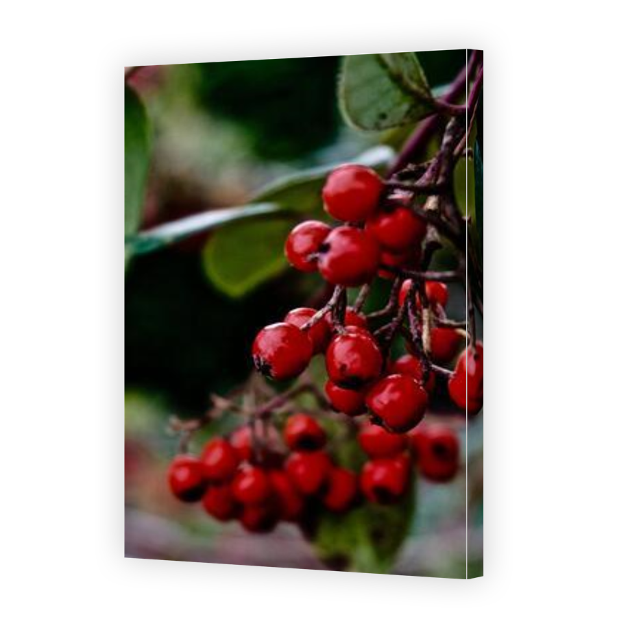 Thumbnail for Canvas - Gallery Canvas Wrap