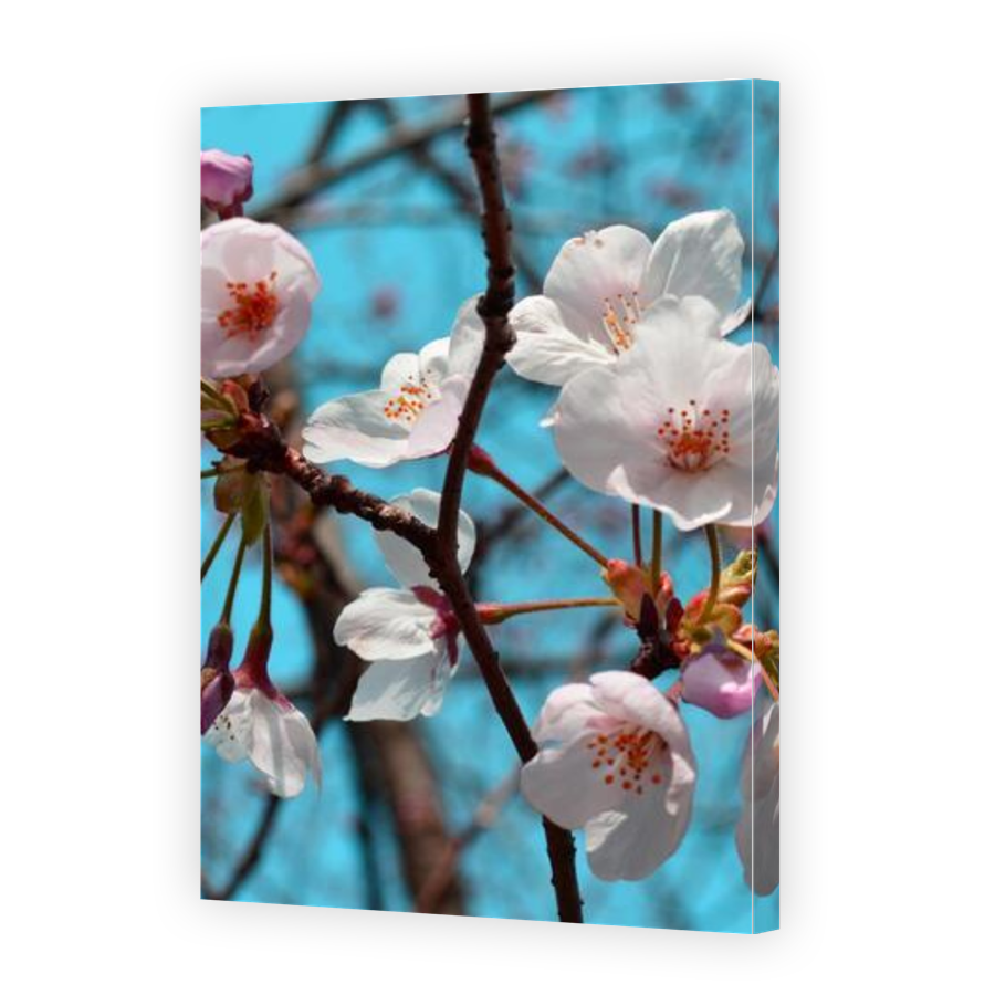 Thumbnail for Canvas - Gallery Canvas Wrap