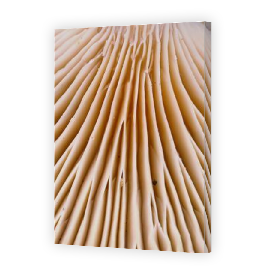 Thumbnail for Canvas - Gallery Canvas Wrap