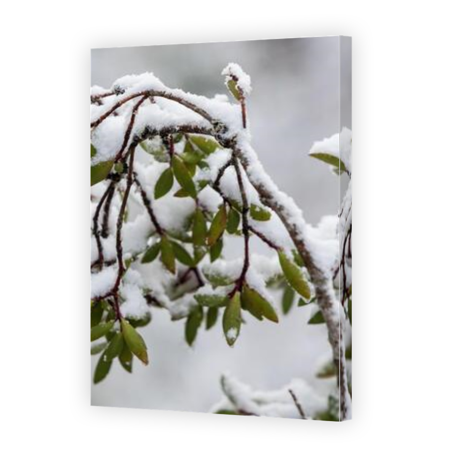Thumbnail for Canvas - Gallery Canvas Wrap