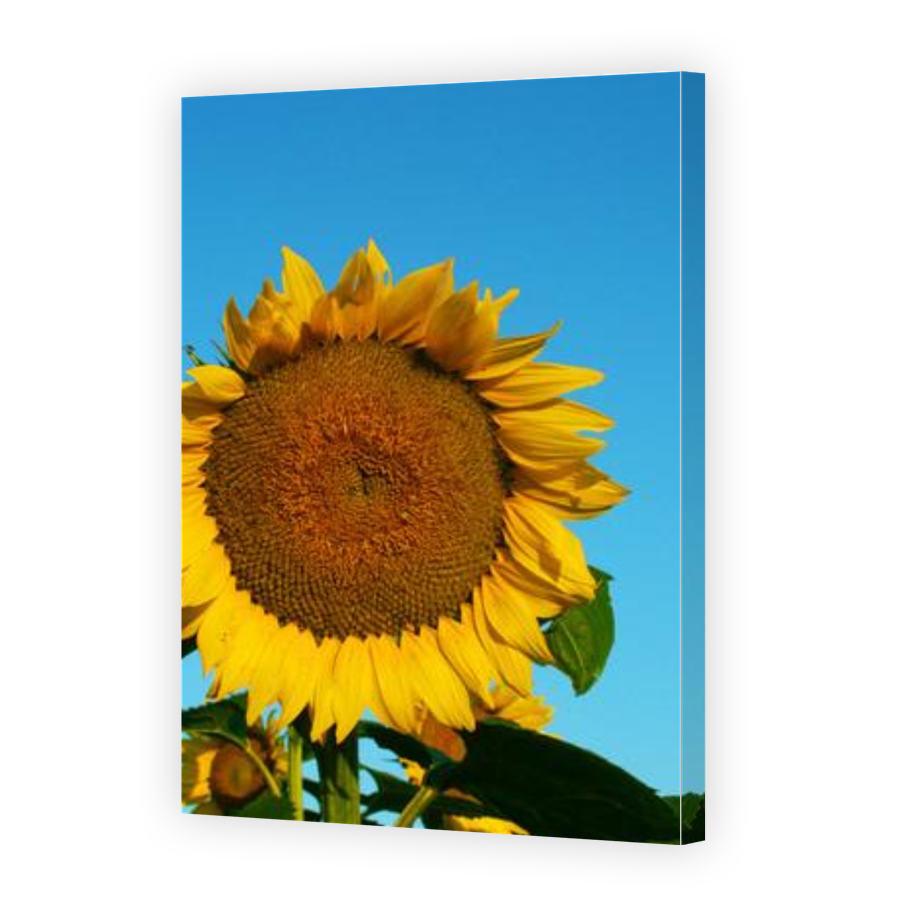 Thumbnail for Canvas - Gallery Canvas Wrap