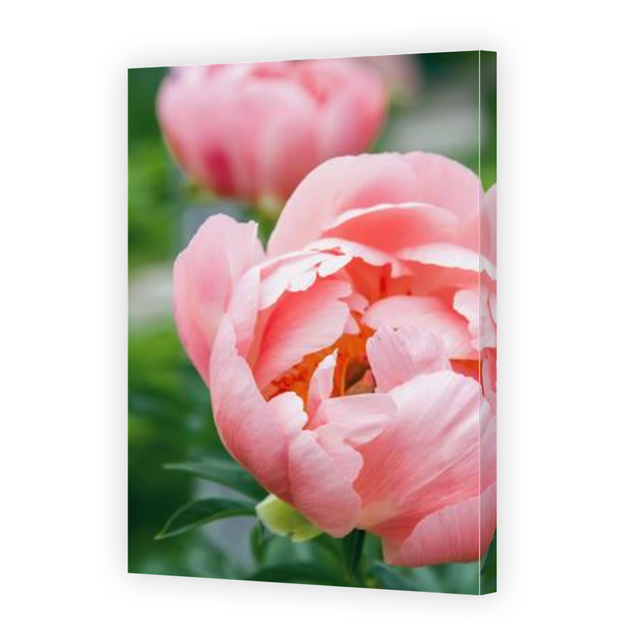 Thumbnail for Canvas - Gallery Canvas Wrap