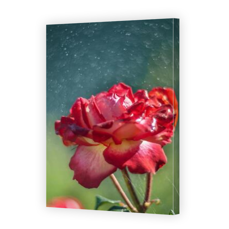 Thumbnail for Canvas - Gallery Canvas Wrap