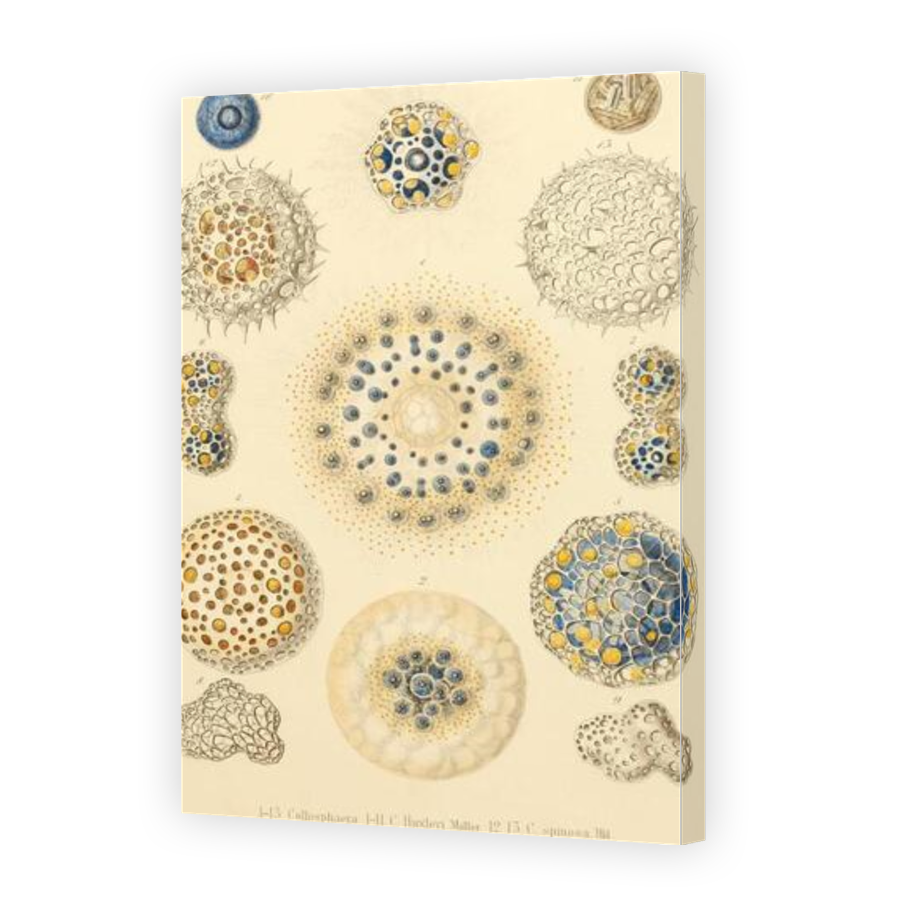 Thumbnail for Canvas - Gallery Canvas Wrap