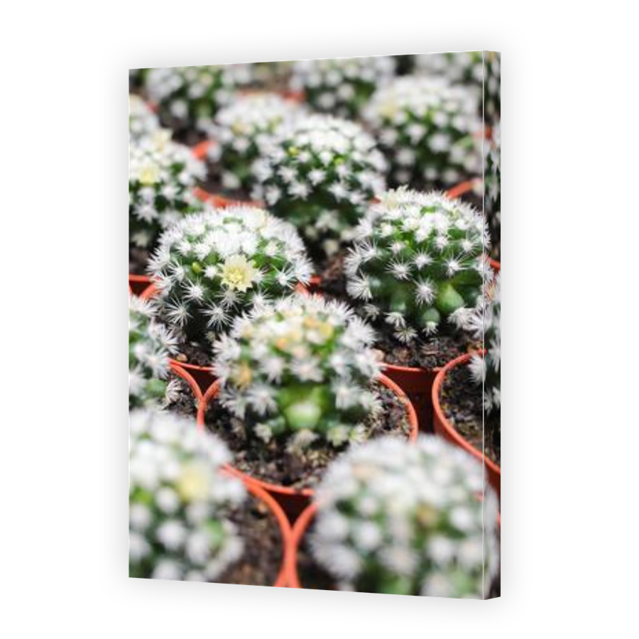 Thumbnail for Canvas - Gallery Canvas Wrap