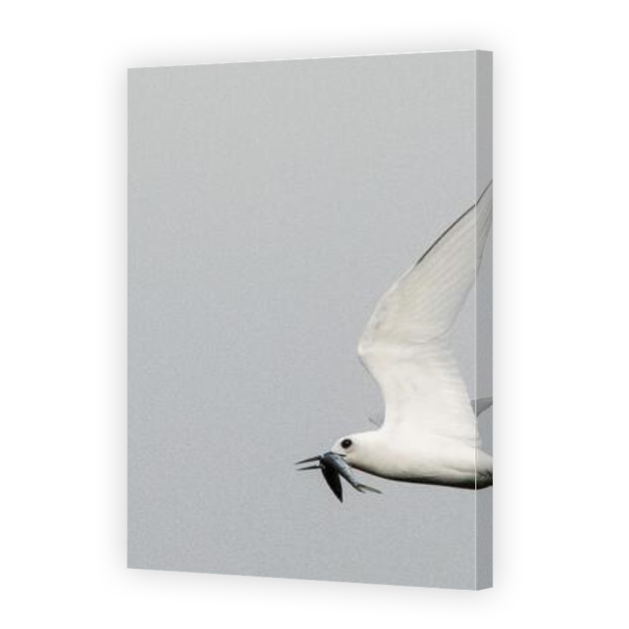 Thumbnail for Canvas - Gallery Canvas Wrap