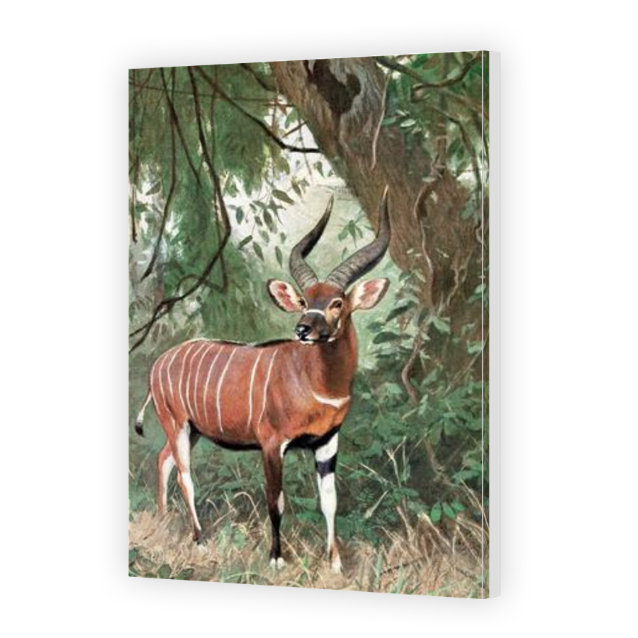 Thumbnail for Canvas - Gallery Canvas Wrap