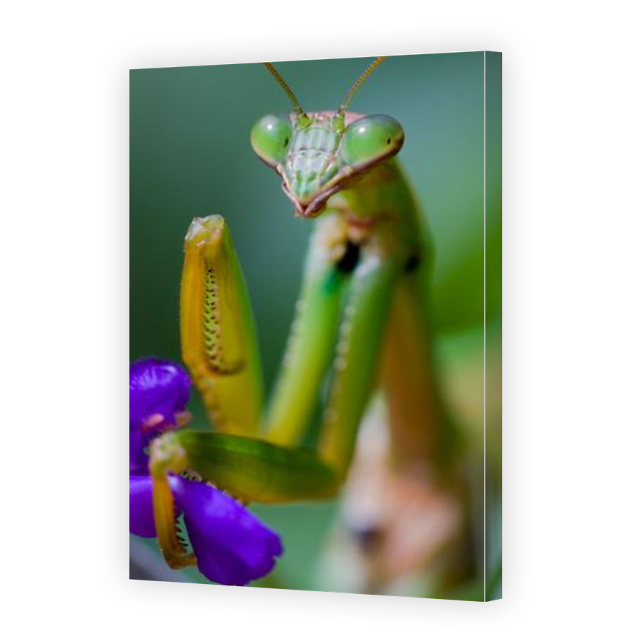Thumbnail for Canvas - Gallery Canvas Wrap