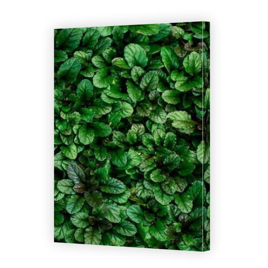 Thumbnail for Canvas - Gallery Canvas Wrap