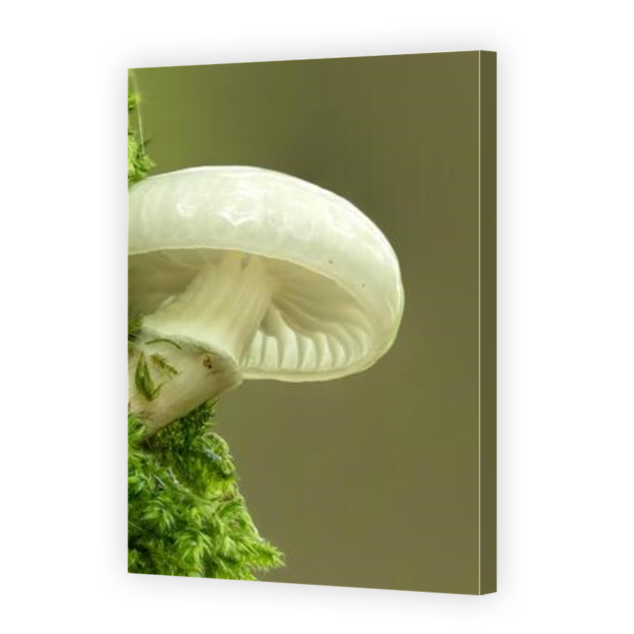 Thumbnail for Canvas - Gallery Canvas Wrap