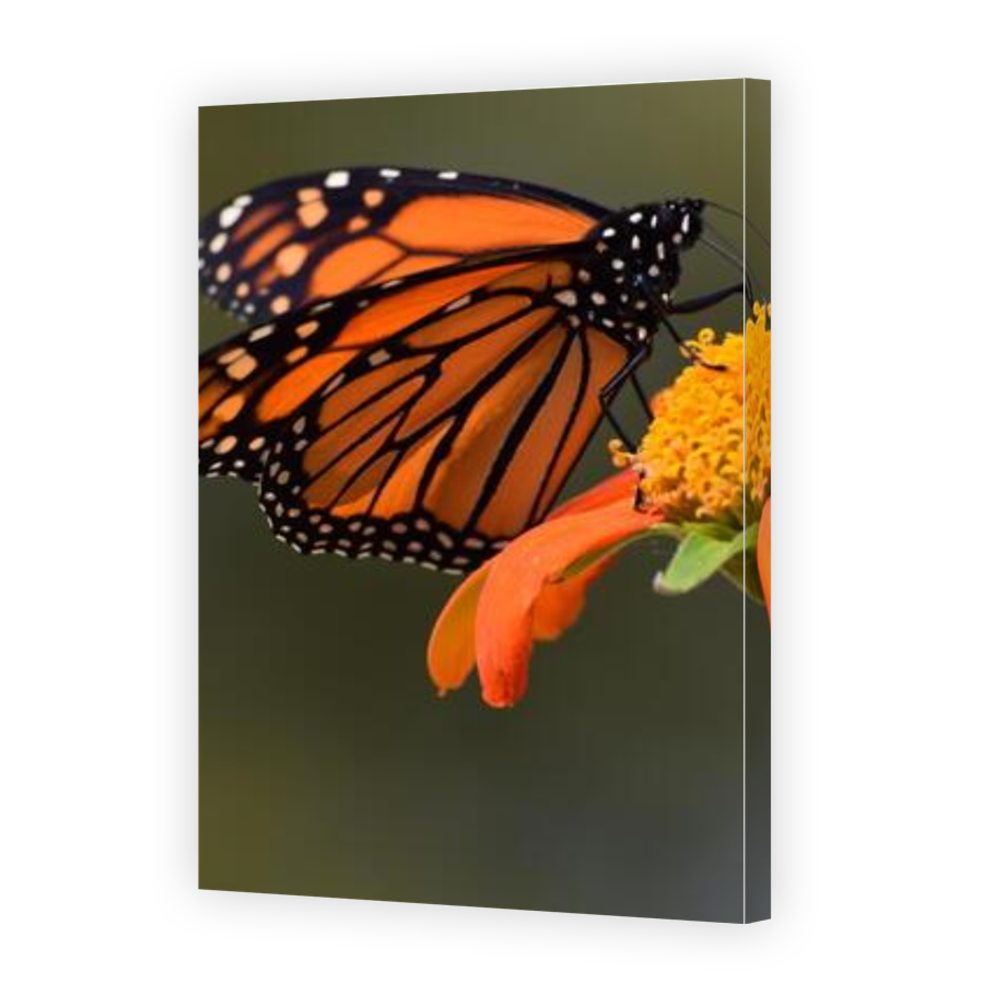 Thumbnail for Canvas - Gallery Canvas Wrap