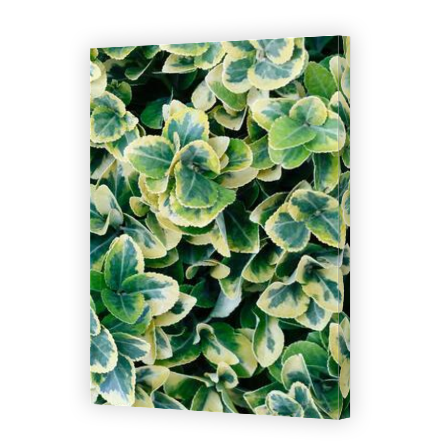 Thumbnail for Canvas - Gallery Canvas Wrap