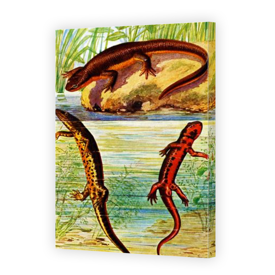 Thumbnail for Canvas - Gallery Canvas Wrap