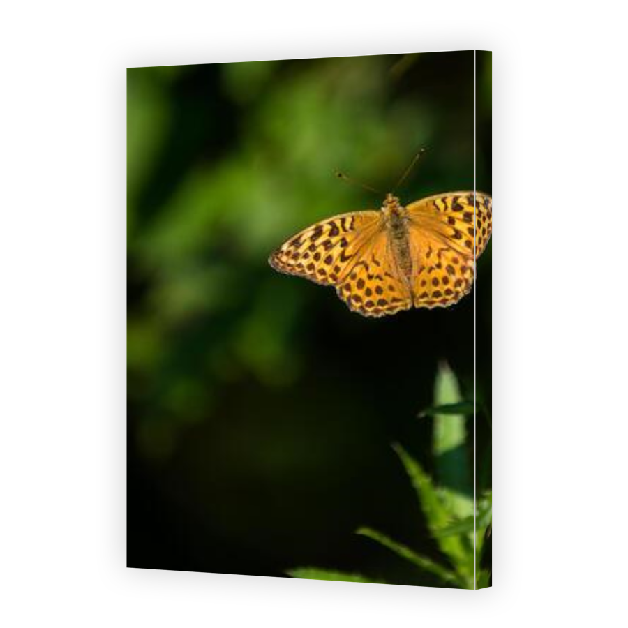 Thumbnail for Canvas - Gallery Canvas Wrap