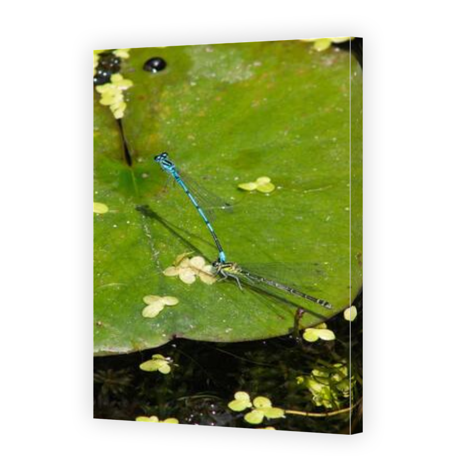 Thumbnail for Canvas - Gallery Canvas Wrap