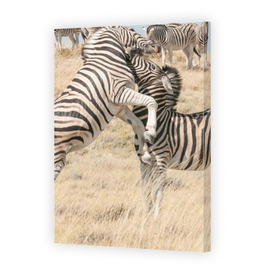 Thumbnail for Canvas - Gallery Canvas Wrap
