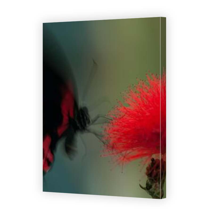 Thumbnail for Canvas - Gallery Canvas Wrap