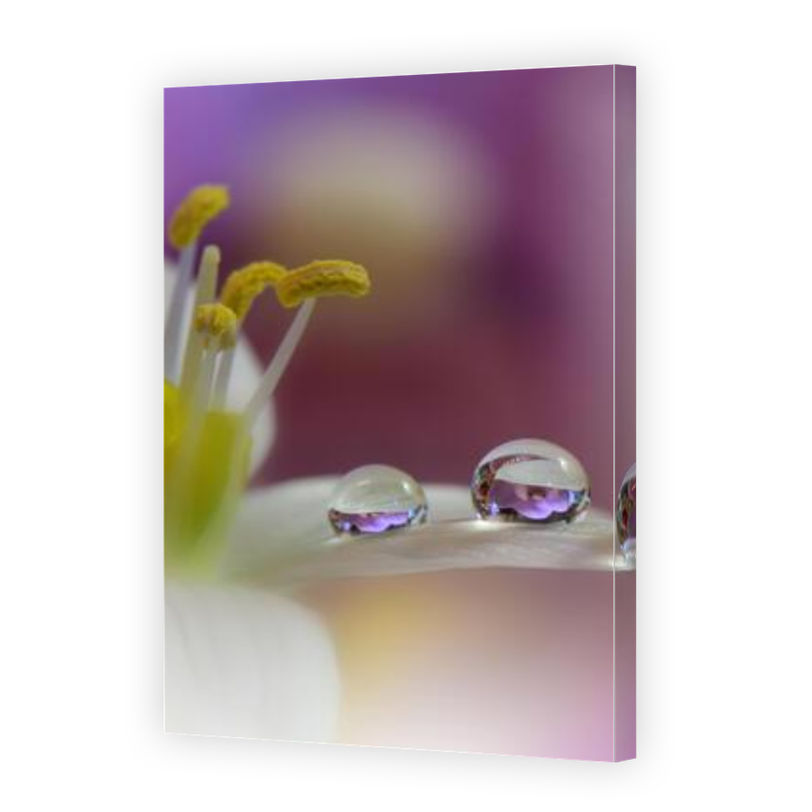 Thumbnail for Canvas - Gallery Canvas Wrap