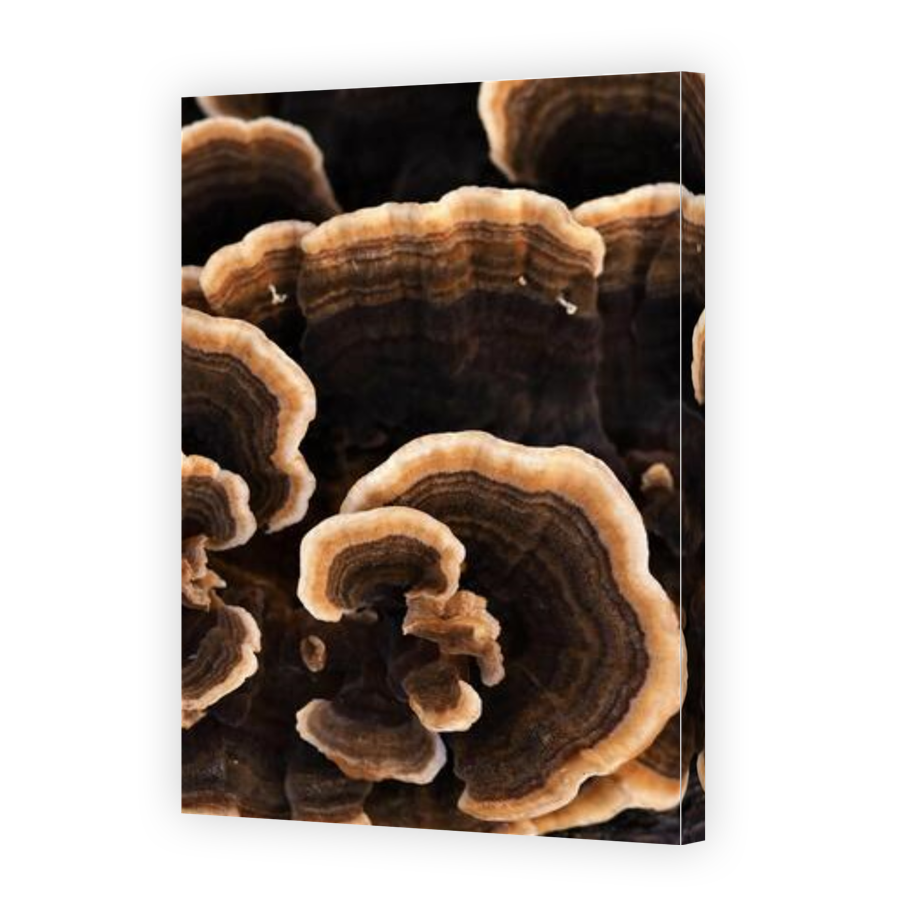 Thumbnail for Canvas - Gallery Canvas Wrap
