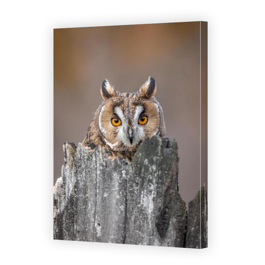 Thumbnail for Canvas - Gallery Canvas Wrap