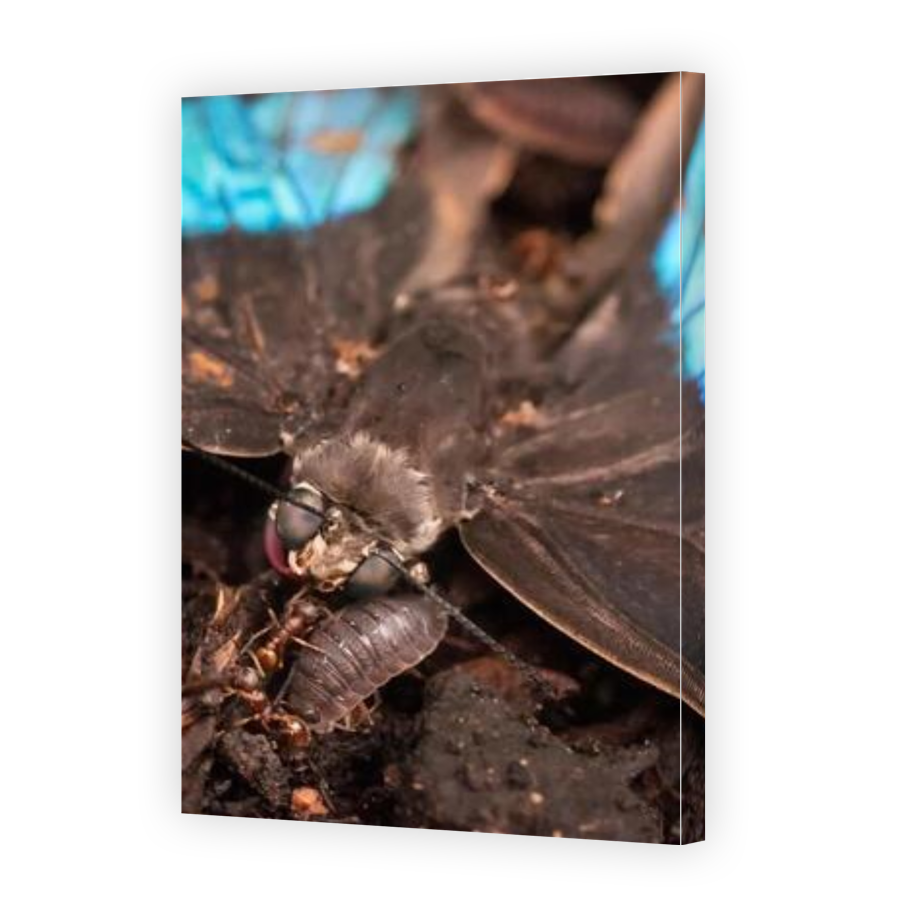 Thumbnail for Canvas - Gallery Canvas Wrap