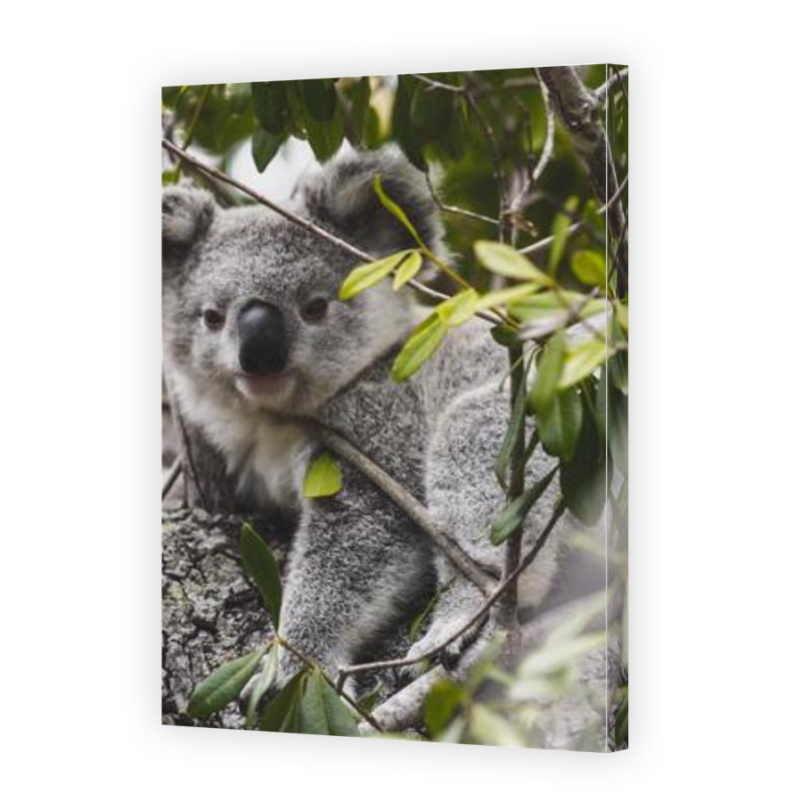 Thumbnail for Canvas - Gallery Canvas Wrap