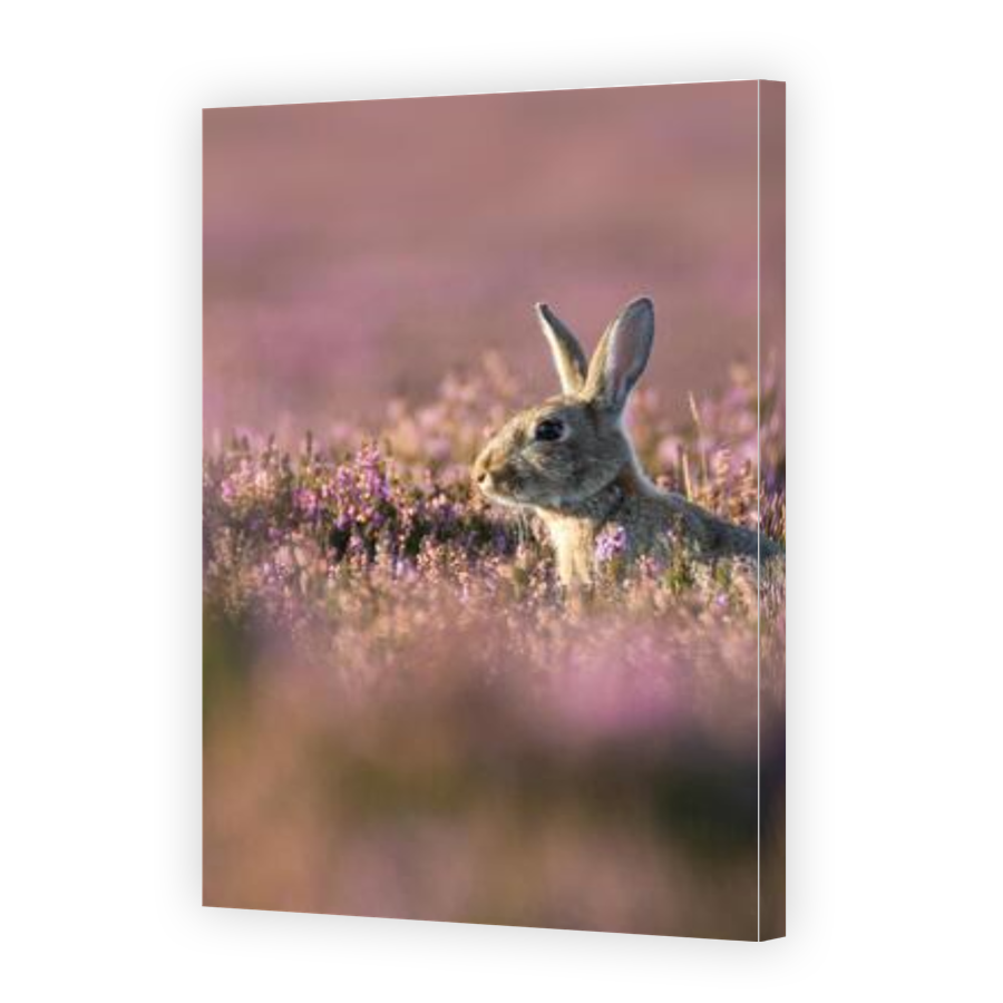 Thumbnail for Canvas - Gallery Canvas Wrap