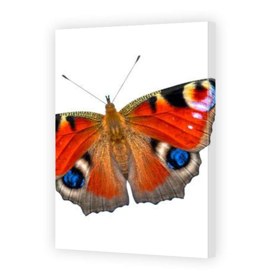 Thumbnail for Canvas - Gallery Canvas Wrap