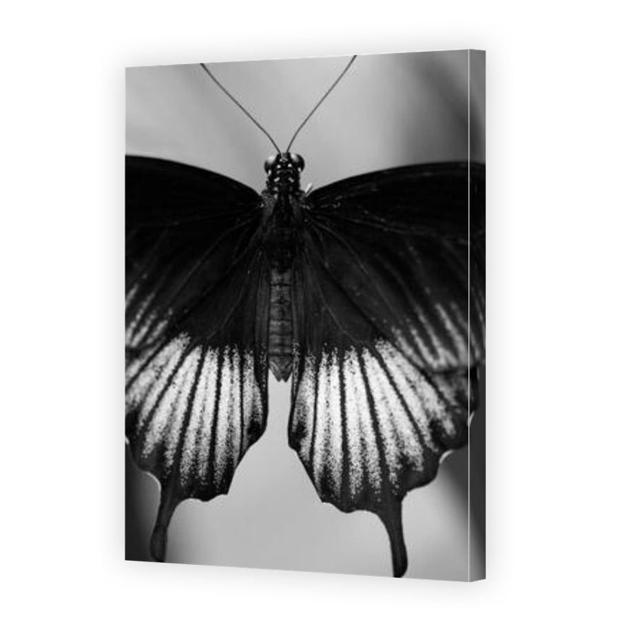 Thumbnail for Canvas - Gallery Canvas Wrap
