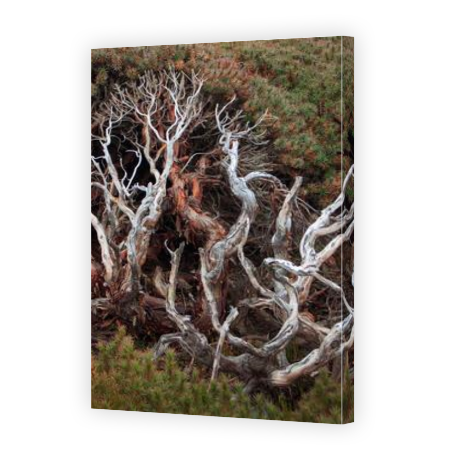 Thumbnail for Canvas - Gallery Canvas Wrap