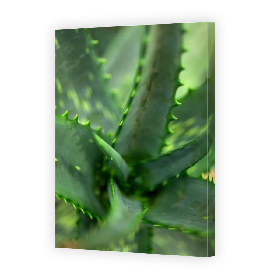 Thumbnail for Canvas - Gallery Canvas Wrap