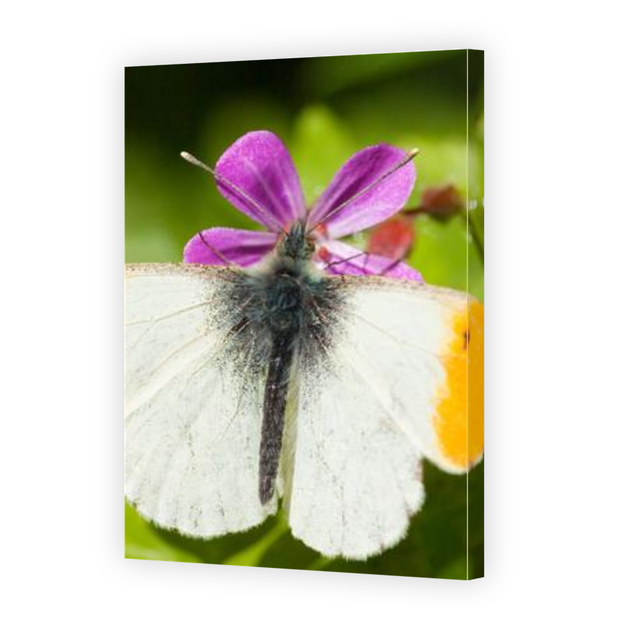 Thumbnail for Canvas - Gallery Canvas Wrap