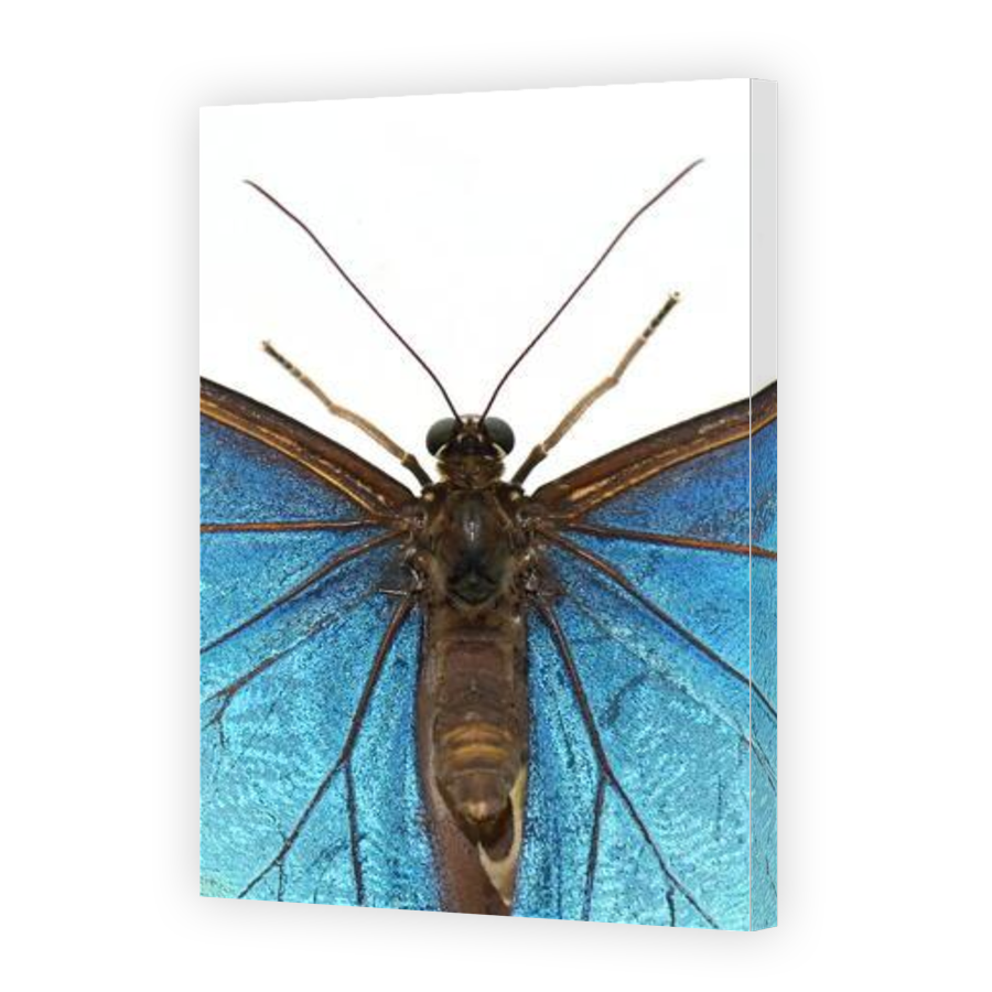 Thumbnail for Canvas - Gallery Canvas Wrap