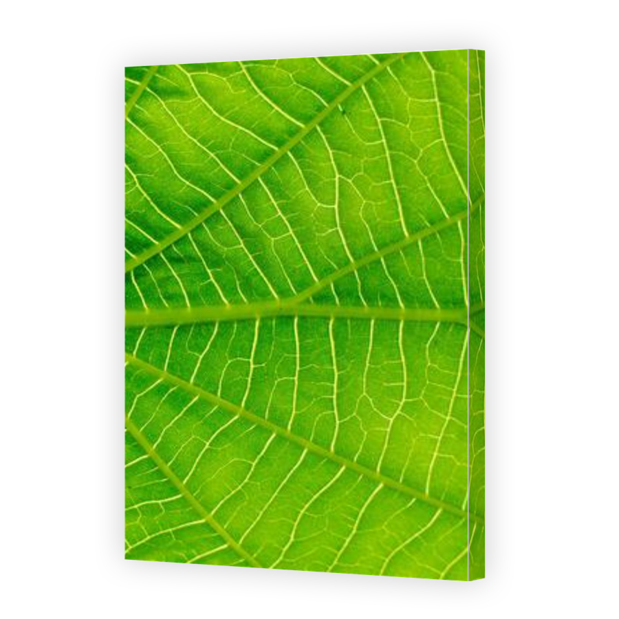Thumbnail for Canvas - Gallery Canvas Wrap