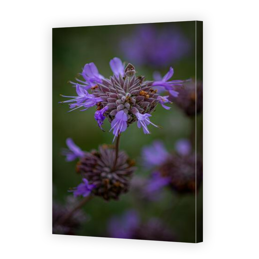Thumbnail for Canvas - Gallery Canvas Wrap