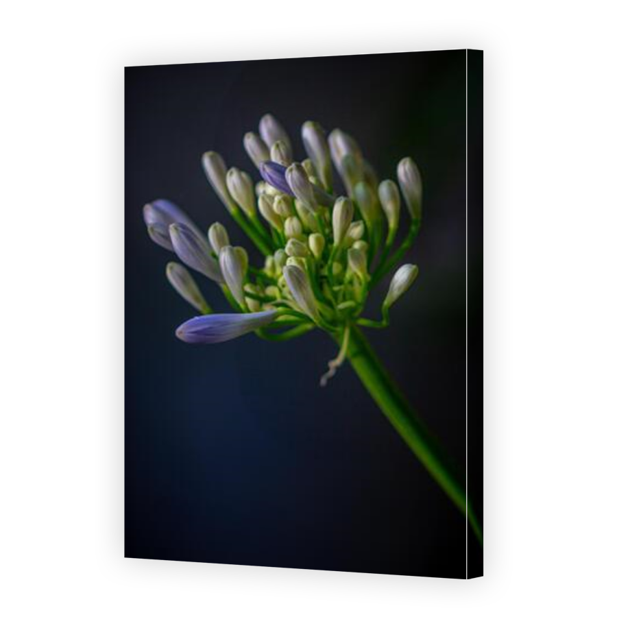 Thumbnail for Canvas - Gallery Canvas Wrap