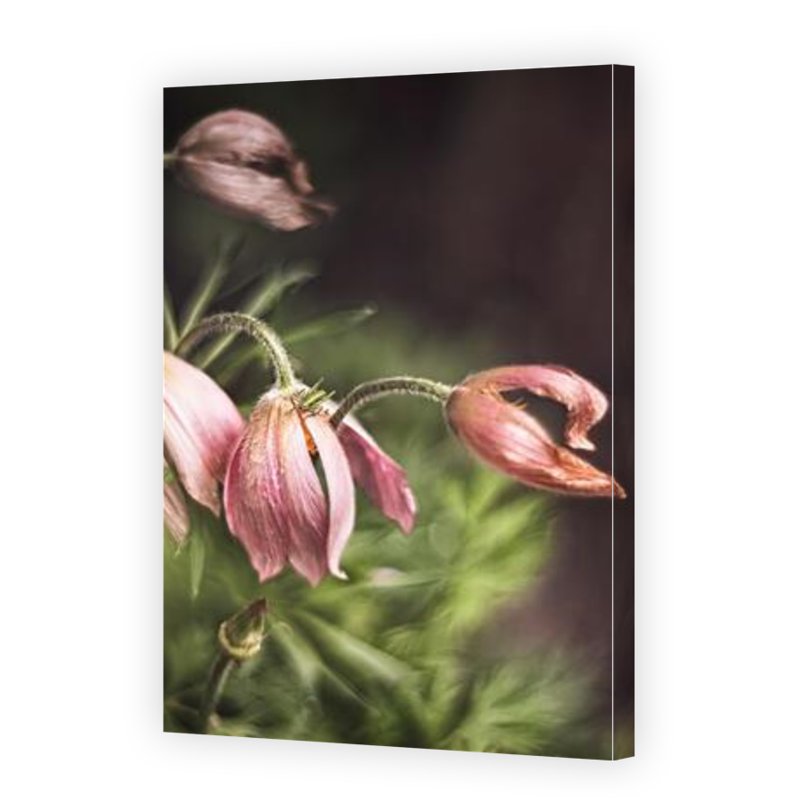 Thumbnail for Canvas - Gallery Canvas Wrap