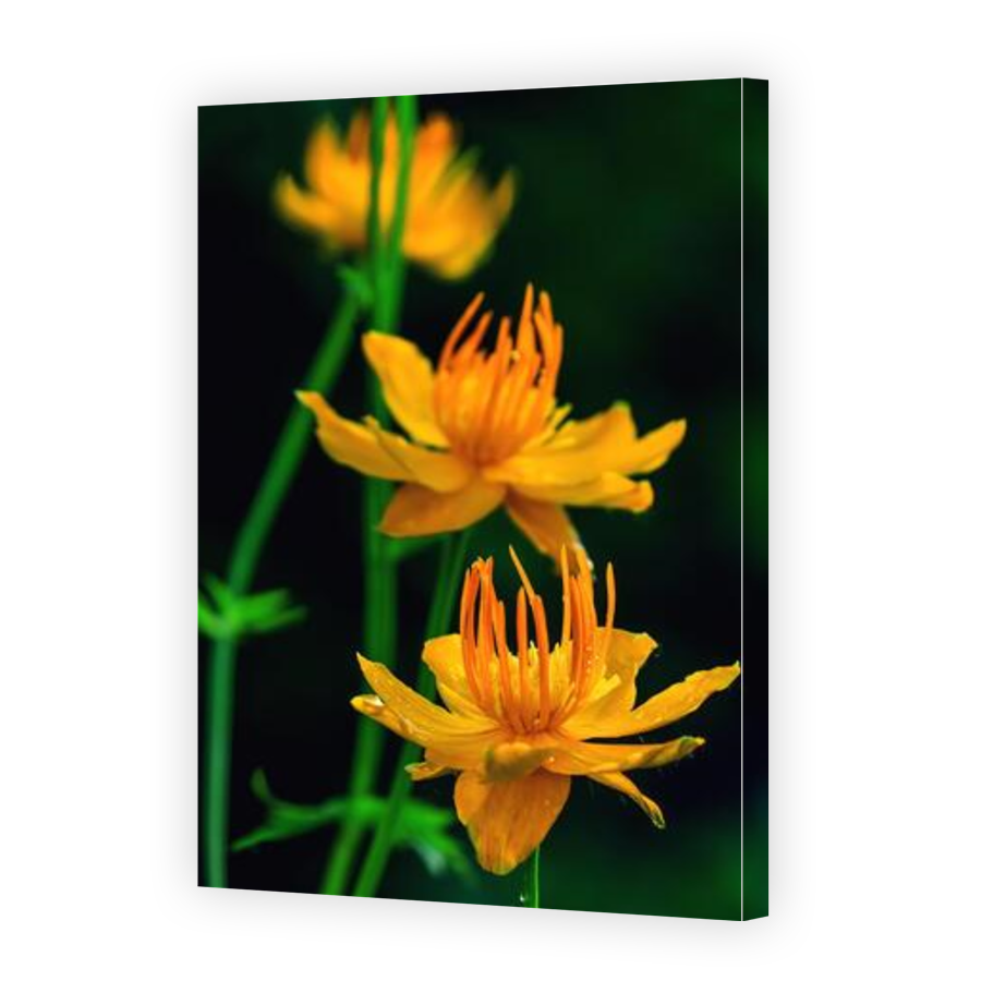 Thumbnail for Canvas - Gallery Canvas Wrap