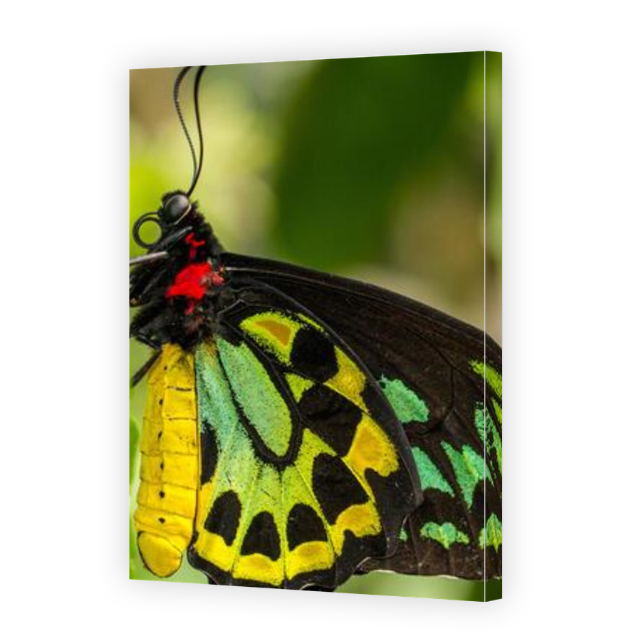 Thumbnail for Canvas - Gallery Canvas Wrap