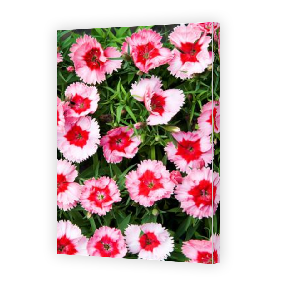 Thumbnail for Canvas - Gallery Canvas Wrap