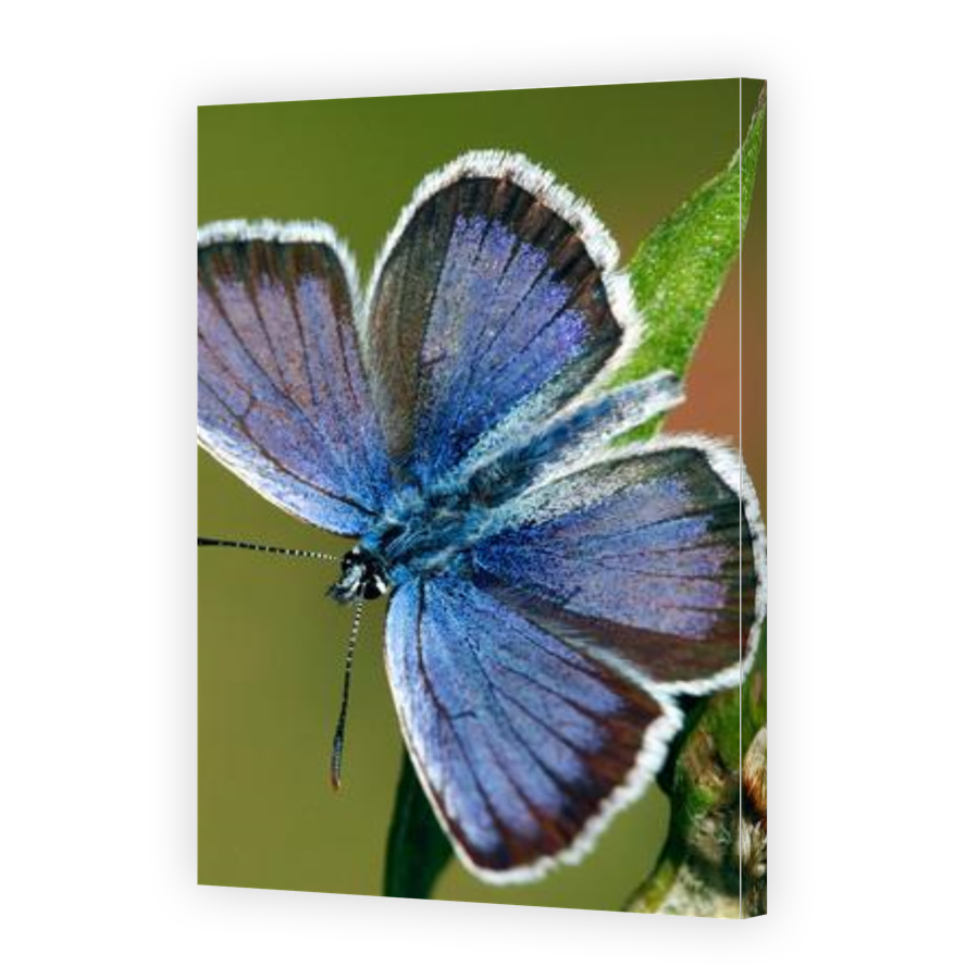 Thumbnail for Canvas - Gallery Canvas Wrap