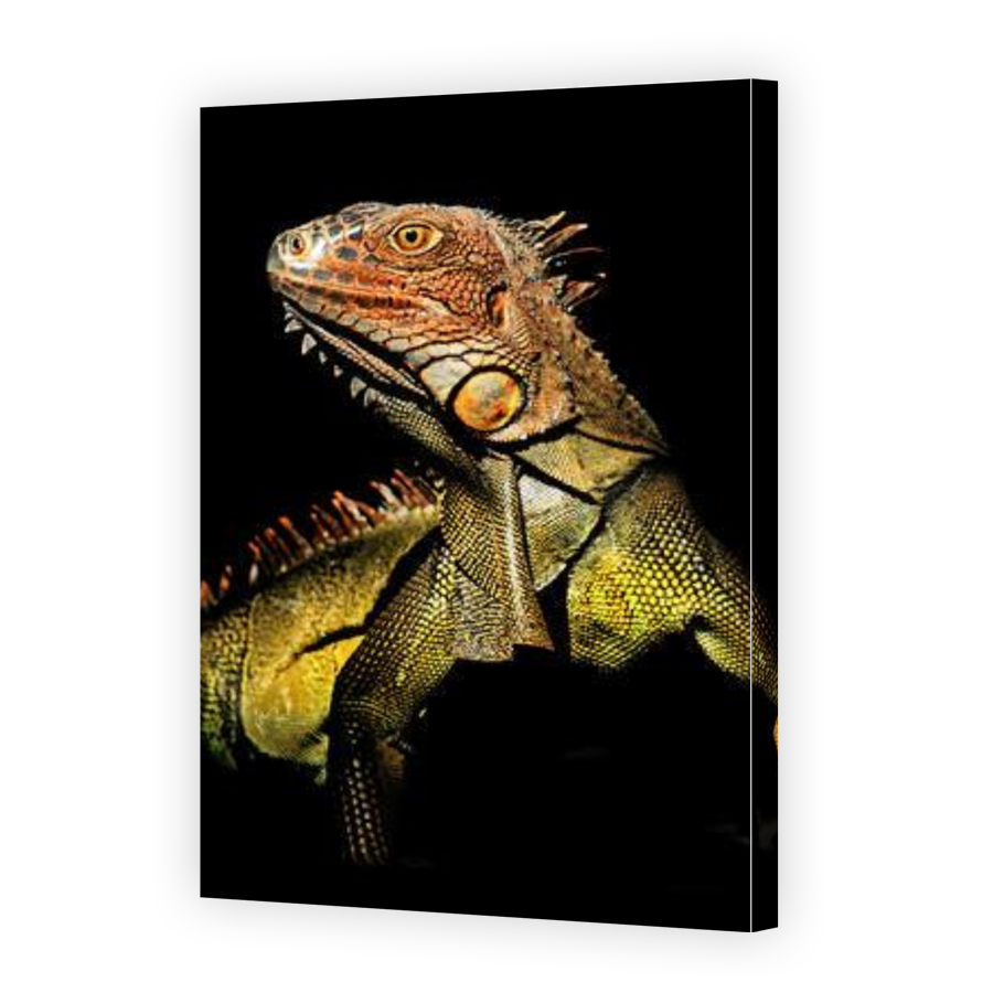 Thumbnail for Canvas - Gallery Canvas Wrap