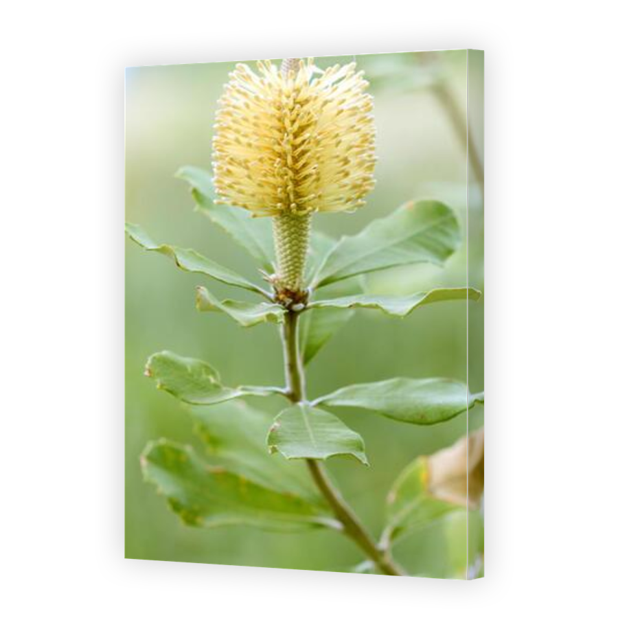 Thumbnail for Canvas - Gallery Canvas Wrap