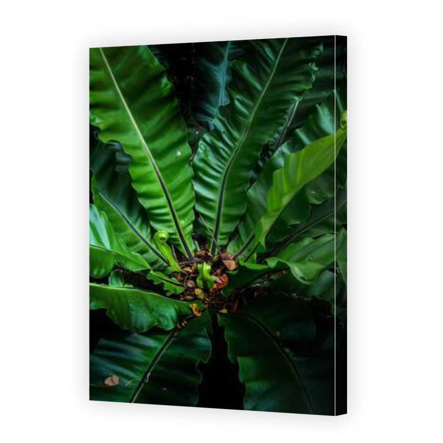 Thumbnail for Canvas - Gallery Canvas Wrap