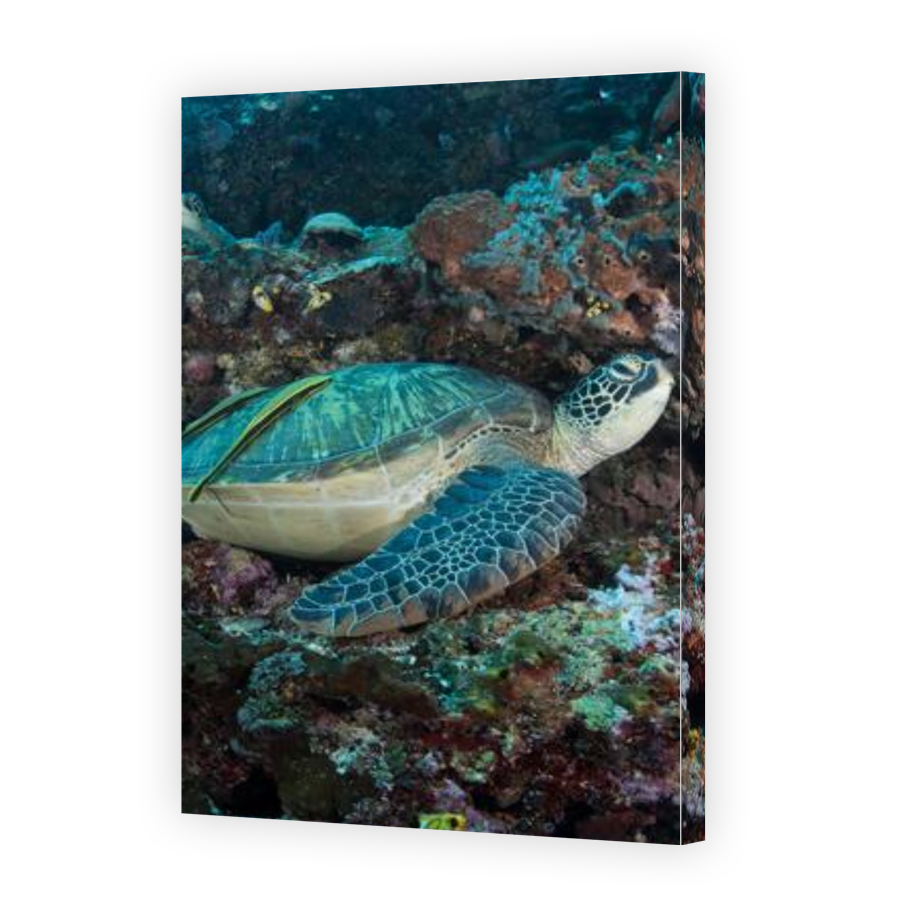 Thumbnail for Canvas - Gallery Canvas Wrap