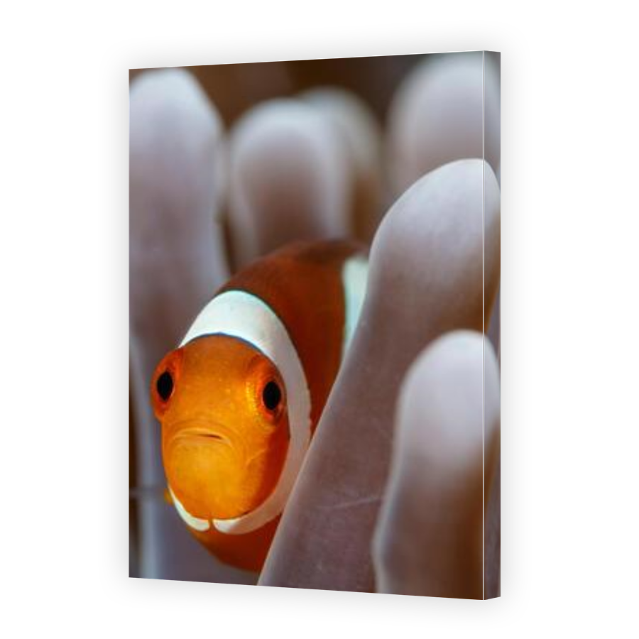 Thumbnail for Canvas - Gallery Canvas Wrap