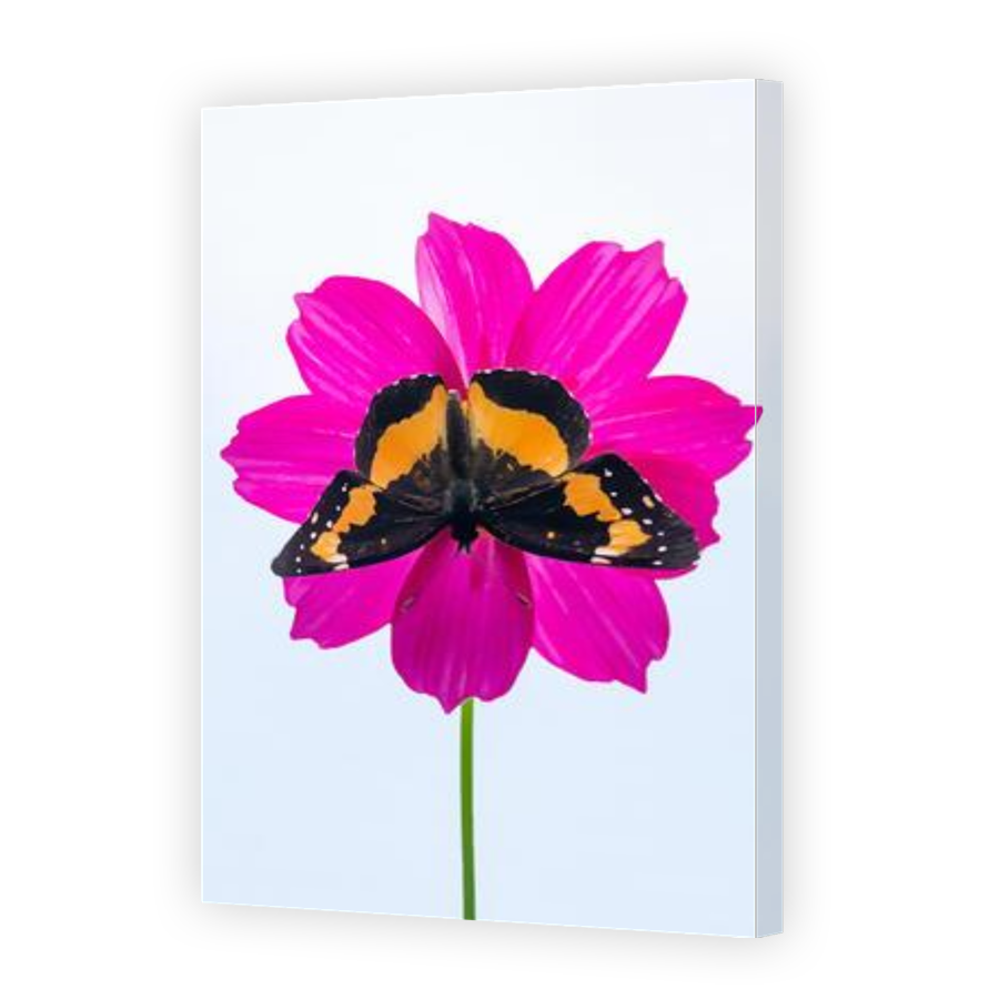 Thumbnail for Canvas - Gallery Canvas Wrap