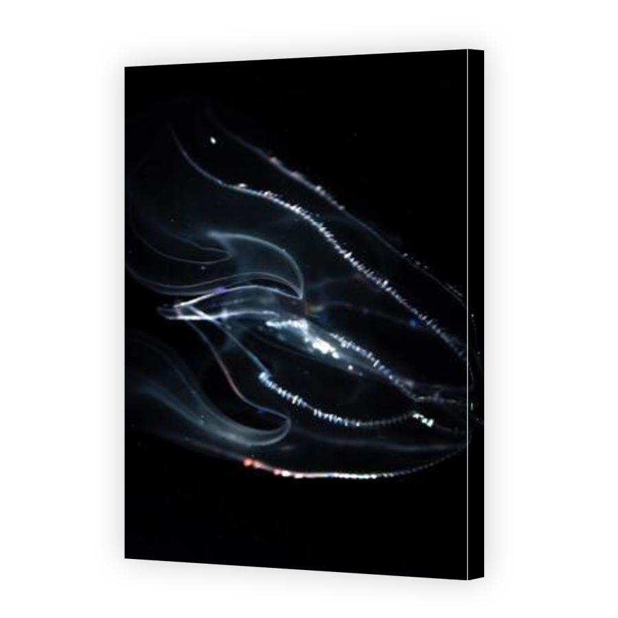 Thumbnail for Canvas - Gallery Canvas Wrap