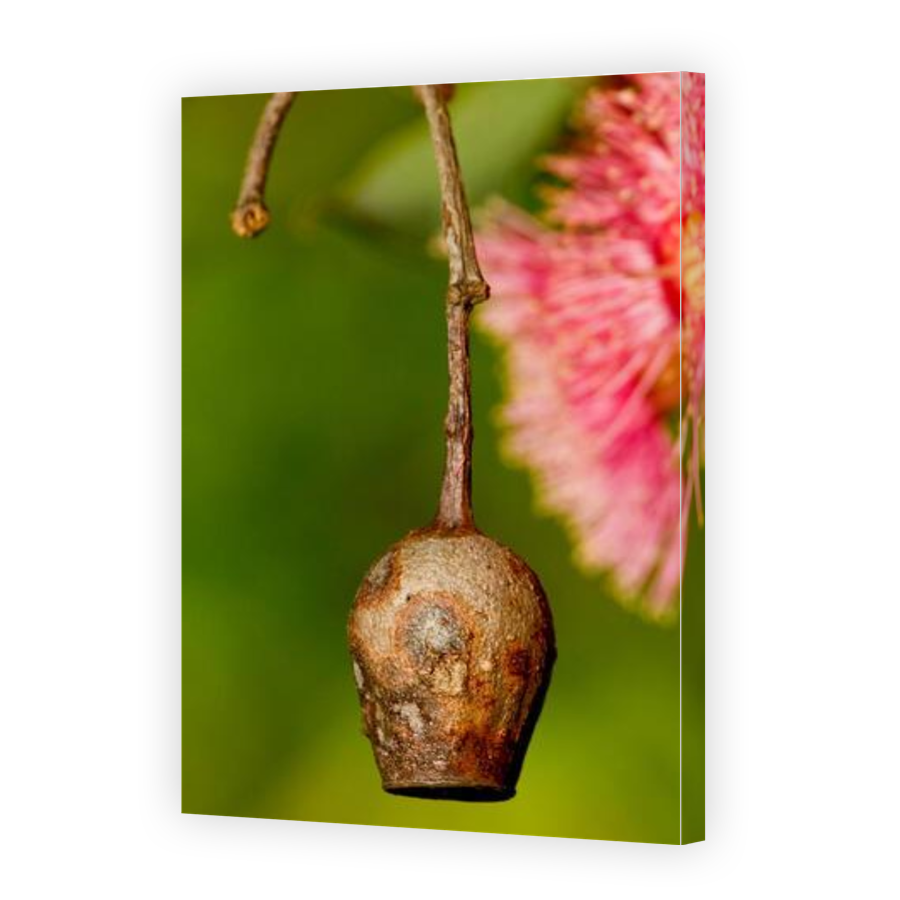 Thumbnail for Canvas - Gallery Canvas Wrap